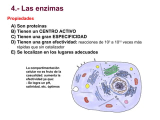 4.- Las enzimas
Propiedades
A) Son proteínas
B) Tienen un CENTRO ACTIVO
C) Tienen una gran ESPECIFICIDAD
D) Tienen una gra...