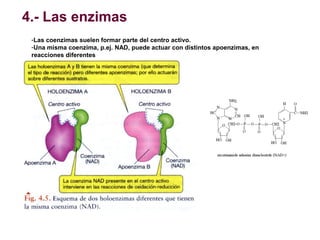 4.- Las enzimas
-Las coenzimas suelen formar parte del centro activo.
-Una misma coenzima, p.ej. NAD, puede actuar con dis...