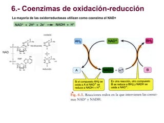 6.- Coenzimas de oxidación-reducción
La mayoría de las oxidorreductasas utilizan como coenzima el NAD+

 