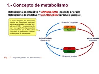 1.- Concepto de metabolismo
-Metabolismo constructivo = ANABOLISMO (necesita Energía)
-Metabolismo degradativo = CATABOLIS...