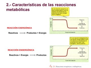 2.- Características de las reacciones
metabólicas

REACCIÓN EXERGÓNICA
Reactivos

Productos + Energía

REACCIÓN ENDERGÓNIC...