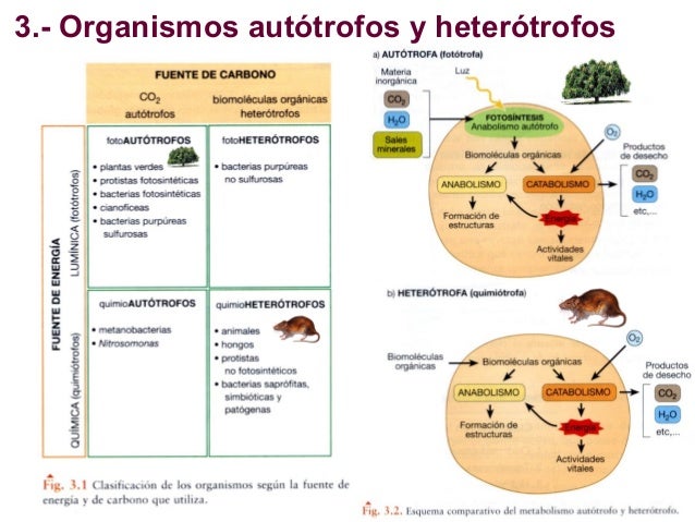 calculadora metabolismo basal harris benedict hombre