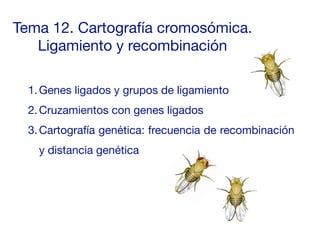 Tema 12. Cartografía cromosómica.
Ligamiento y recombinación
1.Genes ligados y grupos de ligamiento
2.Cruzamientos con genes ligados
3.Cartografía genética: frecuencia de recombinación
y distancia genética
 