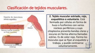 Clasificación de tejidos musculares.
2. Tejido muscular estriado, rojo,
esquelético o voluntario. Está
formado por células en forma de
huso o fusiformes con varios
núcleos periféricos y cuyo
citoplasma presenta bandas claras y
oscuras en forma alterna llamadas
estrías. Es de color rojo. Forma los
músculos que se fijan al esqueleto y
trabaja, y puede contraerse
voluntariamente.
 
