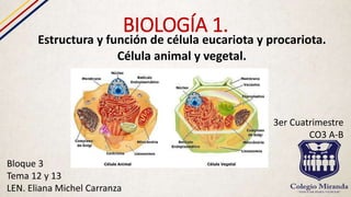BIOLOGÍA 1.
Estructura y función de célula eucariota y procariota.
Célula animal y vegetal.
Bloque 3
Tema 12 y 13
LEN. Eliana Michel Carranza
3er Cuatrimestre
CO3 A-B
 