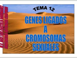 TEMA 12 GENES LIGADOS A CROMOSOMAS SEXUALES M.C. JOSE LUIS CASTILLO DOMINGUEZ UNIVERSIDAD AUTONOMA CHAPINGO 