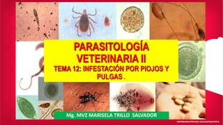 Mg. MVZ MARISELA TRILLO SALVADOR
PARASITOLOGÍA
VETERINARIA II
TEMA 12: INFESTACIÓN POR PIOJOS Y
PULGAS .
 