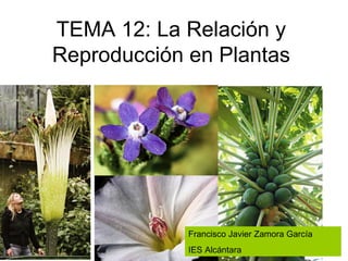 TEMA 12: La Relación y
Reproducción en Plantas




             Francisco Javier Zamora García
             IES Alcántara
 