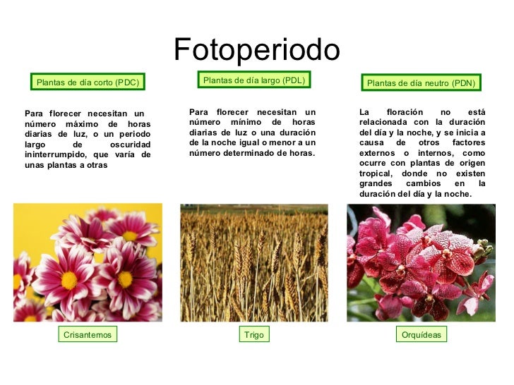 Tema 12 la relacion y la reproduccion en las plantas