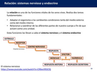 Sistema View R Tema 12 sistema nervioso r c endocrino clase | PPTX