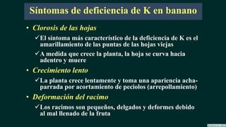 Síntomas de deficiencia de K en banano
• Clorosis de las hojas
El síntoma más característico de la deficiencia de K es el
amarillamiento de las puntas de las hojas viejas
A medida que crece la planta, la hoja se curva hacia
adentro y muere
• Crecimiento lento
La planta crece lentamente y toma una apariencia acha-
parrada por acortamiento de peciolos (arrepollamiento)
• Deformación del racimo
Los racimos son pequeños, delgados y deformes debido
al mal llenado de la fruta
 