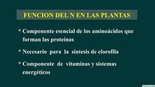 * Componente esencial de los aminoácidos que
forman las proteínas
* Necesario para la síntesis de clorofila
* Componente de vitaminas y sistemas
energéticos
FUNCION DEL N EN LAS PLANTAS
 