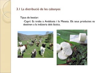 3.1 La distribució de les cabanyes <ul><li>Tipus de bestiar: </li></ul><ul><ul><li>Caprí: Es troba a Andalusia i la Meseta...