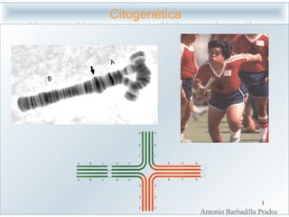 Citogenética Antonio Barbadilla Prados 