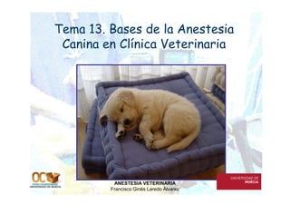 Tema 13. Bases de la Anestesia
Canina en Clínica Veterinaria
ANESTESIA VETERINARIA
Francisco Ginés Laredo Álvarez
 