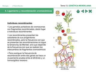Biología 2º Bachillerato Tema 13. GENÉTICA MENDELIANA
4. Ligamiento y recombinación cromosómicos
Individuos recombinantes
...