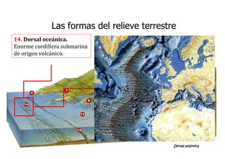 14. Dorsal oceánica.
Enorme cordillera submarina
de origen volcánico.
Dorsal atlántica
Las formas del relieve terrestre
 