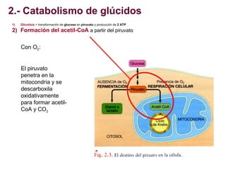 2.- Catabolismo de glúcidos
1)

Glicolisis = transformación de glucosa en piruvato y producción de 2 ATP

2) Formación del...