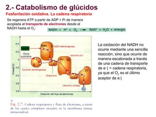 2.- Catabolismo de glúcidos
Fosforilación oxidativa. La cadena respiratoria
Se regenera ATP a partir de ADP + Pi de manera...