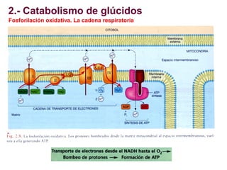 2.- Catabolismo de glúcidos
Fosforilación oxidativa. La cadena respiratoria

 