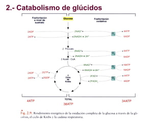 2.- Catabolismo de glúcidos

 