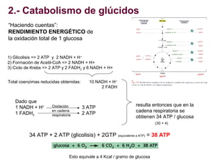 2.- Catabolismo de glúcidos
“Haciendo cuentas”:
RENDIMIENTO ENERGÉTICO de
la oxidación total de 1 glucosa
1) Glicolisis =>...