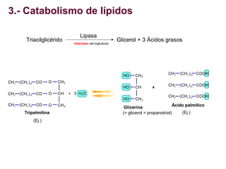3.- Catabolismo de lípidos
Triacilglicérido

Lipasa
Hidrólisis del triglicérido

Glicerol + 3 Ácidos grasos

HO
HO
CH3
CH3...