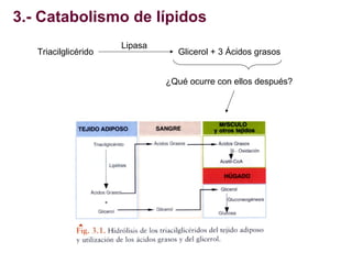 3.- Catabolismo de lípidos
Triacilglicérido

Lipasa

Glicerol + 3 Ácidos grasos
¿Qué ocurre con ellos después?

 