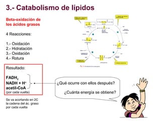 3.- Catabolismo de lípidos
Beta-oxidación de
los ácidos grasos
4 Reacciones:
1.- Oxidación
2.- Hidratación
3.- Oxidación
4...