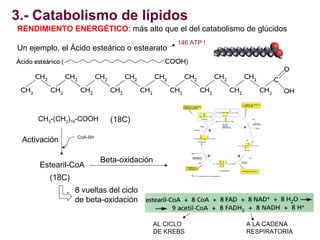 3.- Catabolismo de lípidos
RENDIMIENTO ENERGÉTICO: más alto que el del catabolismo de glúcidos
Un ejemplo, el Ácido esteár...