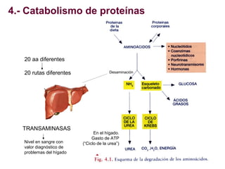 4.- Catabolismo de proteínas

20 aa diferentes
20 rutas diferentes

TRANSAMINASAS
Nivel en sangre con
valor diagnóstico de...
