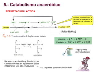 5.- Catabolismo anaeróbico
FERMETACIÓN LÁCTICA

(Ácido láctico)

Yogur y otros
derivados lácteos

Bacterias: Lactobacillus...