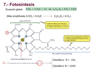 7.- Fotosíntesis
Ecuación global:
(Más simplificada: 6 CO2 + 6 H2O

C6H12O6 + 6 O2 )

Clorofila a: R = -CH3
Clorofila b: R...