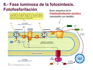 8.- Fase luminosa de la fotosíntesis.
Fotofosforilación
Buen esquema de la
Fotofosforilación acíclica
(estudiadlo con deta...