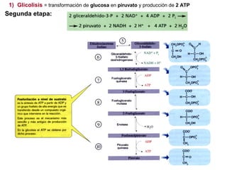 1) Glicolisis = transformación de glucosa en piruvato y producción de 2 ATP

Segunda etapa:

 