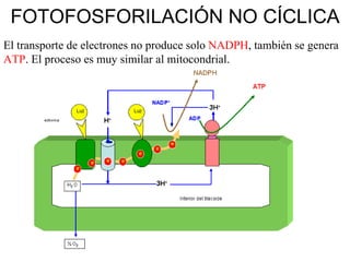 FOTOFOSFORILACIÓN NO CÍCLICA El transporte de electrones no produce solo  NADPH , también se genera  ATP . El proceso es muy similar al mitocondrial. 