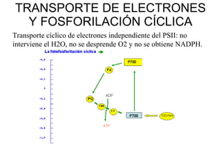 TRANSPORTE DE ELECTRONES Y FOSFORILACIÓN CÍCLICA Transporte cíclico de electrones independiente del PSII: no interviene el H2O, no se desprende O2 y no se obtiene NADPH. 