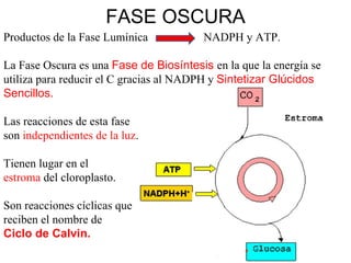 FASE OSCURA Productos de la Fase Lumínica  NADPH y ATP. La Fase Oscura es una  Fase de Biosíntesis  en la que la energía se utiliza para reducir el C gracias al NADPH y  Sintetizar Glúcidos Sencillos. Las reacciones de esta fase  son  independientes de la luz . Tienen lugar en el  estroma  del cloroplasto. Son reacciones cíclicas que  reciben el nombre de  Ciclo de Calvin. 