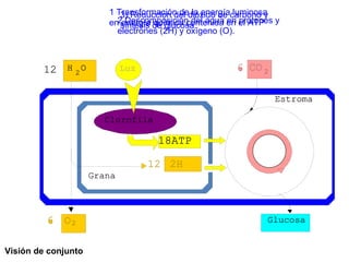 1 Transformación de la energía luminosa en energía química contenida en el ATP 2 Descomposición del agua en protones y electrones (2H) y oxígeno (O). 3) Reducción del dióxido de carbono y síntesis de glucosa. Visión de conjunto   