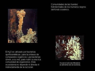 QUIMIOSÍNTESIS (4) 