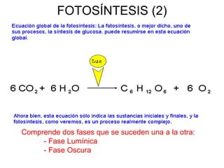 FOTOSÍNTESIS (2) Comprende dos fases que se suceden una a la otra: - Fase Lumínica - Fase Oscura 