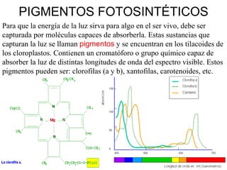 PIGMENTOS FOTOSINTÉTICOS Para que la energía de la luz sirva para algo en el ser vivo, debe ser capturada por moléculas capaces de absorberla. Estas sustancias que capturan la luz se llaman  pigmentos  y se encuentran en los tilacoides de los cloroplastos. Contienen un cromatóforo o grupo químico capaz de absorber la luz de distintas longitudes de onda del espectro visible. Estos pigmentos pueden ser: clorofilas (a y b), xantofilas, carotenoides, etc. 