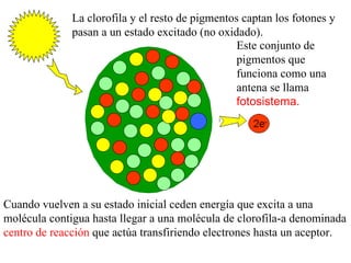 La clorofila y el resto de pigmentos captan los fotones y pasan a un estado excitado (no oxidado).  Cuando vuelven a su estado inicial ceden energía que excita a una molécula contigua hasta llegar a una molécula de clorofila-a denominada  centro de reacción  que actúa transfiriendo electrones hasta un aceptor.  Este conjunto de pigmentos que funciona como una antena se llama  fotosistema. 
