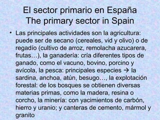 El sector primario en España
The primary sector in Spain
• Las principales actividades son la agricultura:
puede ser de secano (cereales, vid y olivo) o de
regadío (cultivo de arroz, remolacha azucarera,
frutas…), la ganadería: cría diferentes tipos de
ganado, como el vacuno, bovino, porcino y
avícola, la pesca: principales especies  la
sardina, anchoa, atún, besugo…, la explotación
forestal: de los bosques se obtienen diversas
materias primas, como la madera, resina o
corcho, la minería: con yacimientos de carbón,
hierro y uranio; y canteras de cemento, mármol y
granito
 