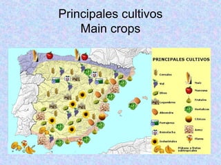 Principales cultivos
Main crops
 