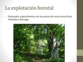 La explotación forestal
• Destacada, especialmente con los países del norte como Rusia
Finlandia y Noruega
 