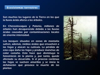 Son muchos los lugares de la Tierra en los que la lluvia ácida afecta a los árboles.  En Checoslovaquia y Polonia, millones de árboles han desaparecido debido a las lluvias ácidas causadas por contaminaciones locales de enorme intensidad.  Los bosques situados en zonas de montaña sufren, además, nieblas ácidas que envuelven a las hojas y atacan su cutícula. La pérdida de esta capa daña las hojas y produce manchas de color castaño. Esto hace que disminuya la fotosíntesis de la planta y, por tanto, quede afectado su desarrollo. Si el proceso continúa las hojas se vuelven amarillas y se inicia la defoliación que provoca la muerte de las plantas Ecosistemas terrestres 