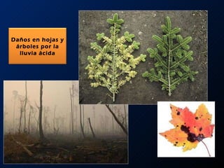 Daños en hojas y árboles por la lluvia ácida 