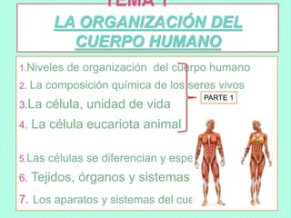 TEMA 1
LA ORGANIZACIÓN DEL
CUERPO HUMANO
1.Niveles de organización del cuerpo humano
2. La composición química de los seres vivos
3.La célula, unidad de vida
4. La célula eucariota animal
5.Las células se diferencian y especializan
6. Tejidos, órganos y sistemas
7. Los aparatos y sistemas del cuerpo humano
PARTE 1
 