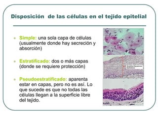 Disposición de las células en el tejido epitelial
⚫ Simple: una sola capa de células
(usualmente donde hay secreción y
absorción)
⚫ Estratificado: dos o más capas
(donde se requiere protección)
⚫ Pseudoestratificado: aparenta
estar en capas, pero no es así. Lo
que sucede es que no todas las
células llegan a la superficie libre
del tejido.
 